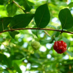 8 Amazing Health Benefits Of Surinam Cherries